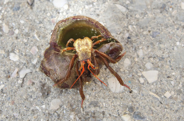 A close up photograph of a hermit crab emerging from the host shell. Sea crab on a rocks. Macro photo.