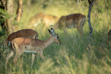 Young male impala at the periphery of the herd