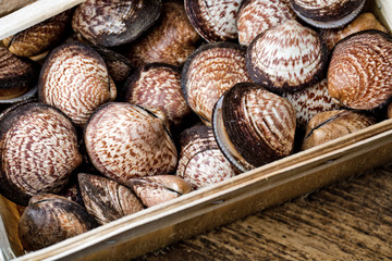 European Bittersweet Dog Cockles