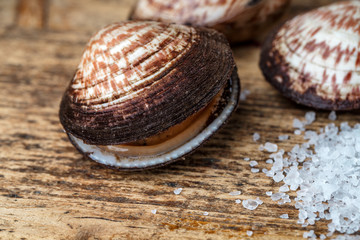 European Bittersweet Dog Cockles © Nailia Schwarz