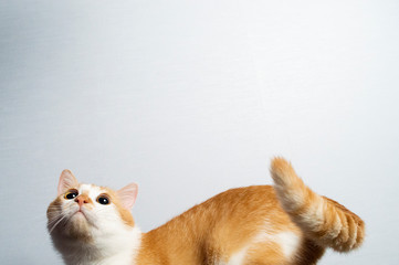 orange cat on a blue background looks from the bottom