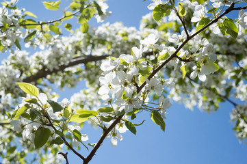 tree in blossom