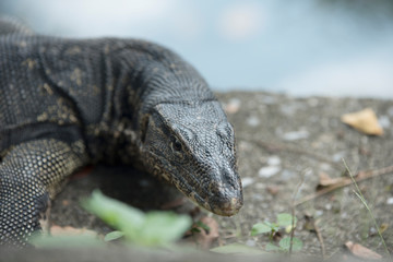Varanus salvator, animal
