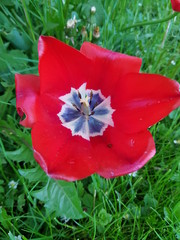 Tulip