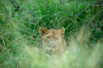 Male lions of varying ages and showing some sleeping and walking and just looking