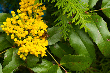 pszczoła zbierająca nektar