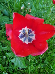  Red tulip flower alone in garden