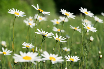 Blumenwiese mit Kamillen