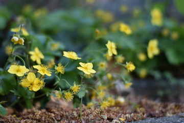 Blühende Waldsteinien (Waldsteinia)