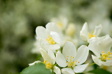 white flowers of a tree