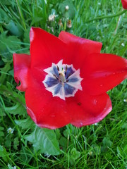 Tulip