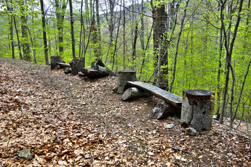 Natural wooden benches in the forest