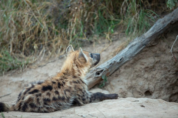 A young hyaena laying outside the den waiting for the adults to return.
