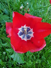 Tulip