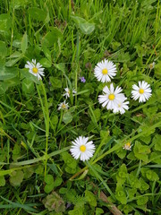 Bellis perennis