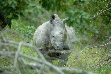 Young male rhino standing very alert watching for danger