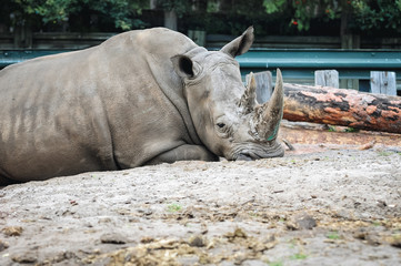 Rhinoceros in Serengeti Park, zoo and leisure park in Hodenhagen in North Germany