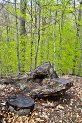 Natural wooden benches in the forest