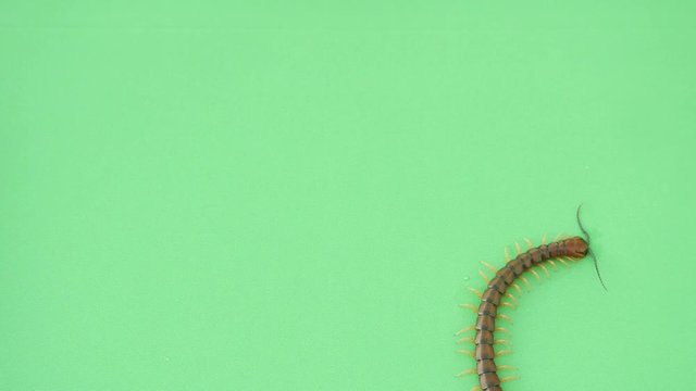 Centipede pauses on green screen then walks to the top and exits on the right