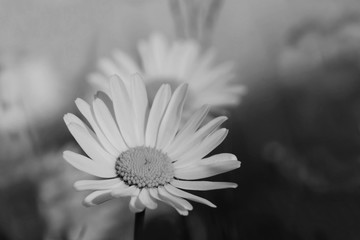 Beautiful flowers daisy. Leucanthemum. funeral bouquet. Artistic black and white scene