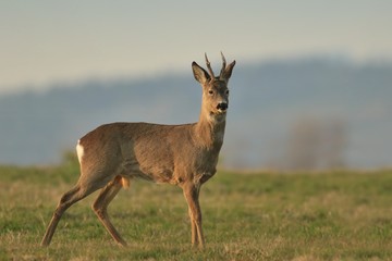 Naklejka na ściany i meble wildlife scene from spring nature. roe deer standing on meadow. Deer in the nature habitat. Capreolus capreolus.