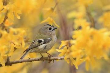 goldcrest sitting on the yellow blooming branch (Regulus regulus) Wildlife scene from nature. European smallest songbird in the nature habitat with yellow background. 