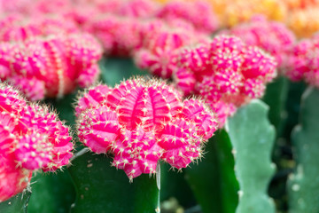 Cactus is a perennial shrub.