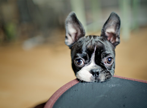 Boston Terrier Puppy