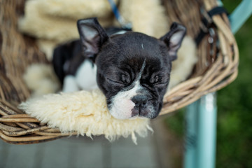 Boston Terrier Puppy