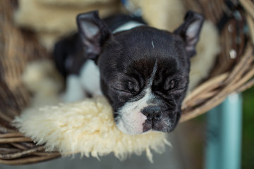 Boston Terrier Puppy