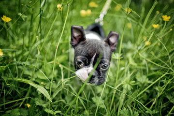 Boston Terrier Puppy