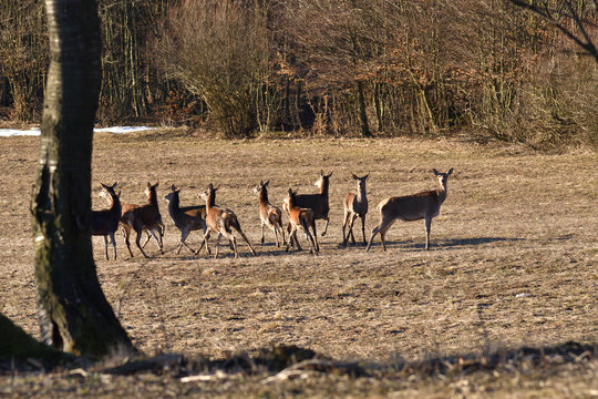Flock of deers to coincide with the surroundings in spring