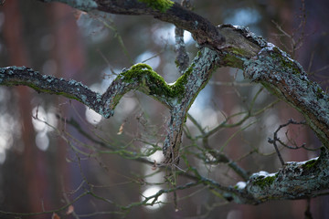 Branch of a tree covered with moss and lichens
