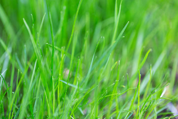 Young grass close up. Macro photography, small depth of field