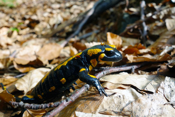 Salamandra in forest