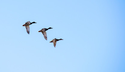 A flock of ducks fly in the free blue sky.