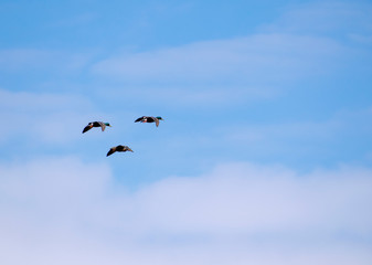 A flock of ducks fly in the free blue sky.