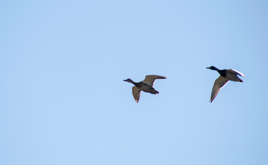 A flock of ducks fly in the free blue sky.