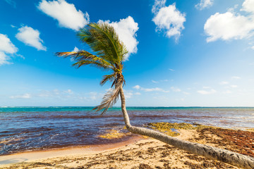 Palm in Autre Bord beach in Guadeloupe