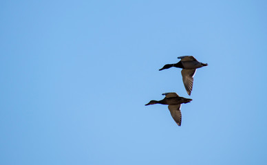 A flock of ducks fly in the free blue sky.