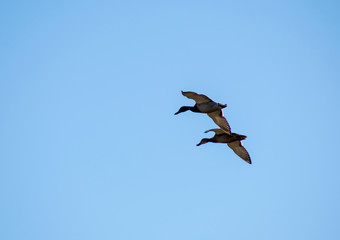 A flock of ducks fly in the free blue sky.