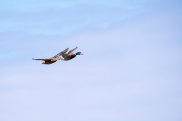 A flock of ducks fly in the free blue sky.