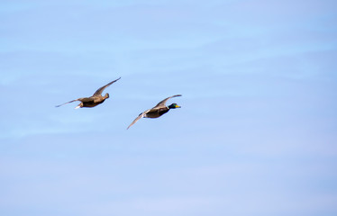 A flock of ducks fly in the free blue sky.