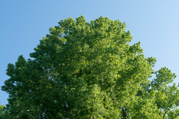 Grüne Baumkrone im Mai