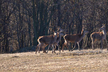 Buckskin colored camouflage colors like forest after winter