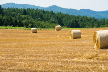 Fototapeta premium 刈り取りが終わったムギ畑とムギロール