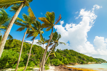 Palms by the sea Pointe de la Saline in Guadeloupe