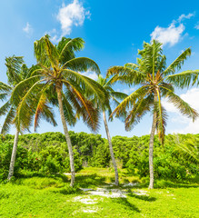 Fototapeta na wymiar Palm trees and blue sky in Guadeloupe