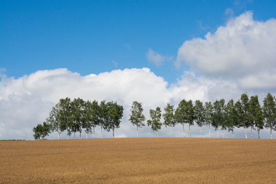北海道の景色photos Royalty Free Images Graphics Vectors Videos Adobe Stock 北海道の景色photos Royalty Free Images Graphics Vectors Videos Adobe Stock