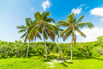 Fototapeta na wymiar Palm trees under a blue sky in Guadeloupe